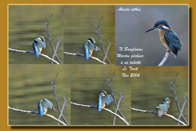 COMMON KINGFISHER - ALCEDO ATTHIS - MARTIN PECHEUR D'EUROPE
