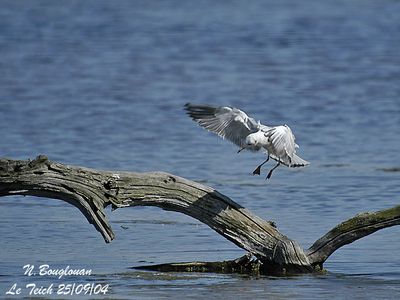 BLACK-HEADED GULL - LARUS RIDIBUNDUS - MOUETTE RIEUSE