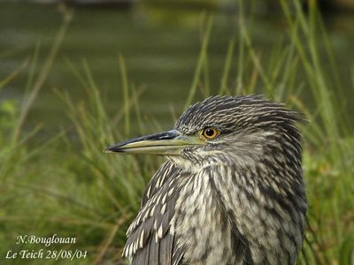 BLACK-CROWNED-NIGHT-HERON - NYCTICORAX NYCTICORAX - BIHOREAU GRIS