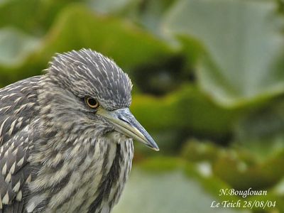 B-C-NIGHT-HERON juvenile