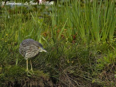B-C-NIGHT-HERON juvenile