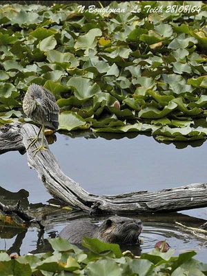 BLACK-CROWNED-NIGHT-HERON - NYCTICORAX NYCTICORAX - BIHOREAU GRIS