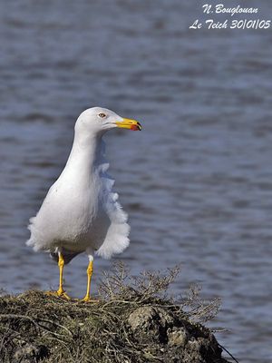YELLOW-LEGGED GULL