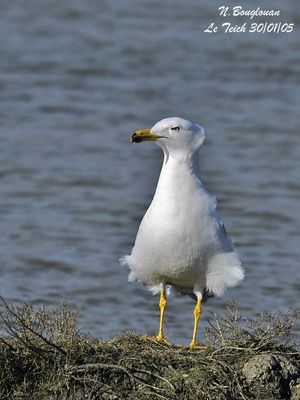 YELLOW-LEGGED GULL - LARUS MICHAHELLIS - GOELAND LEUCOPHEE