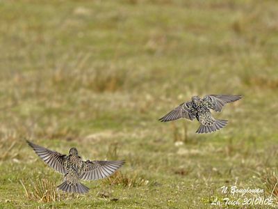 EUROPEAN STARLING