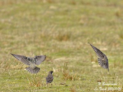 EUROPEAN STARLING