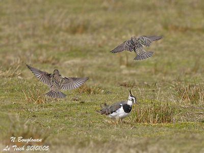 EUROPEAN STARLING and Northern Lapwing