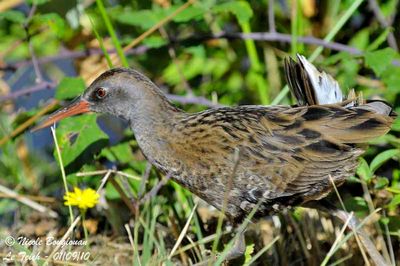 WATER RAIL juvenile 