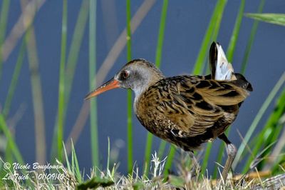WATER RAIL juvenile 