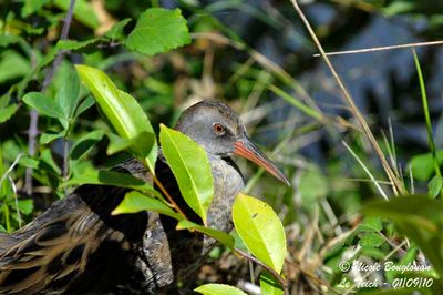 WATER RAIL juvenile 3