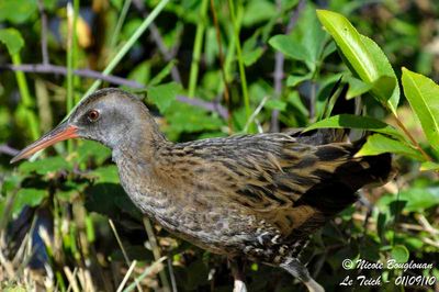WATER RAIL juvenile 