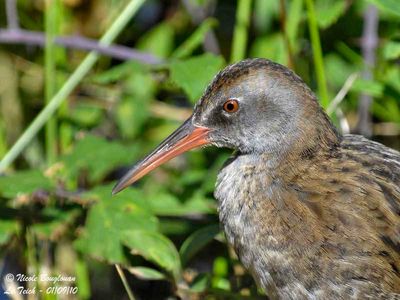 Secretive and shy Water Rail