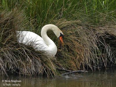 MUTE-SWAN  collecting some material from the nest  