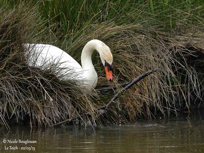  MUTE-SWAN  collecting some material from the nest