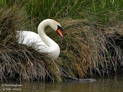  MUTE-SWAN  collecting some material from the nest