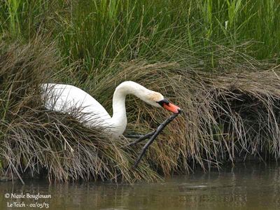  MUTE-SWAN  collecting some material from the nest
