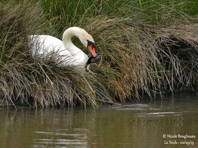 MUTE SWAN - CYGNUS OLOR - CYGNE TUBERCULE