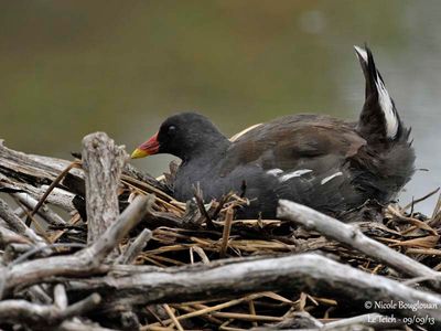 COMMON MOORHEN - GALLINULA CHLOROPUS - GALLINULE POULE-D'EAU