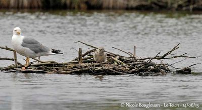 YELLOW-LEGGED GULL with chick