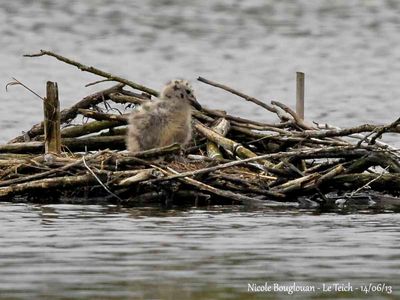 YELLOW-LEGGED GULL chick