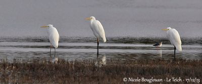 GREAT EGRET - EGRETTA ALBA - GRANDE AIGRETTE