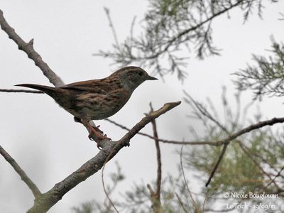 DUNNOCK - PRUNELLA MODULARIS - ACCENTEUR MOUCHET