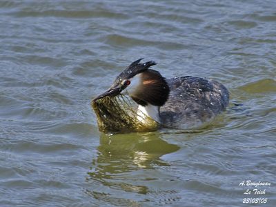 GREAT CRESTED GREBE - PODICEPS CRISTATUS - GREBE HUPPE