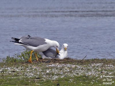 YELLOW-LEGGED GULL - LARUS MICHAHELLIS - GOELAND LEUCOPHEE