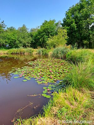 Water Lilies - Nymphaeaceae - Nnuphars
