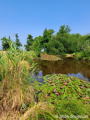 Water Lilies - Nymphaeaceae - Nnuphars