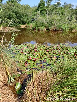 Water Lilies - Nymphaeaceae - Nnuphars