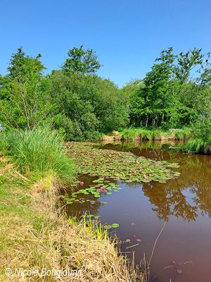 Water Lilies - Nymphaeaceae - Nnuphars