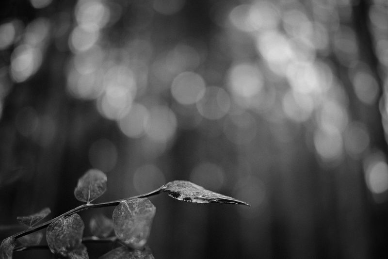 TTArtisan 25mm f/2