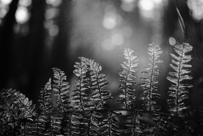 g13/12/729212/3/174994587.24b57d50.JPEG