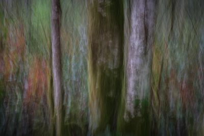In the Forest