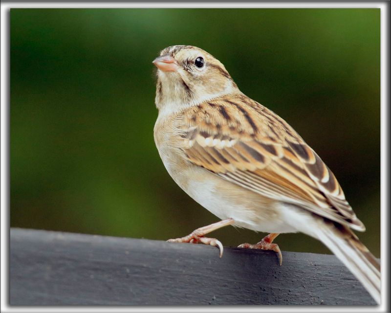 BRUANT DES PLAINES  /  CLAY-COLORED SPARROW  _HP_6925 a