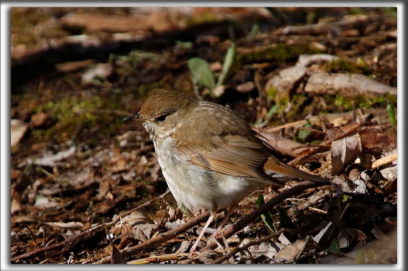 GRIVE  JOUES GRISES  /  GRAY-CHEEKED THRUSH   _HP_7143a