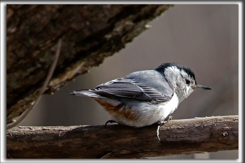 SITTELLE  POITRINE BLANCHE  /  WHITE-BREASTED NUTCHATCH     _HP_7198b
