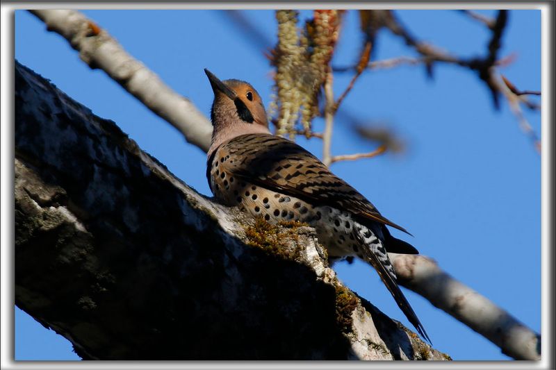 PIC FLAMBOYANT, mle   /  NORTHERN FLICKER, male    _HP_8533aa