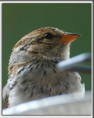 BRUANT DES PLAINES, juvnil  /  CLAY-COLORED SPARROW, immature  _HP_6959 a a