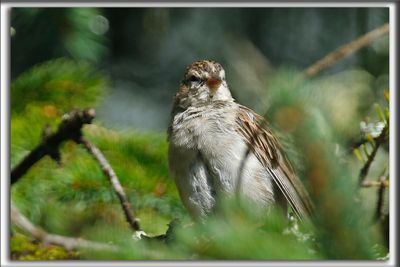BRUANT DES PLAINES  /  CLAY-COLORED SPARROW  _HP_6988 a a