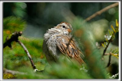 BRUANT DES PLAINES  /  CLAY-COLORED SPARROW  _HP_6991 aa