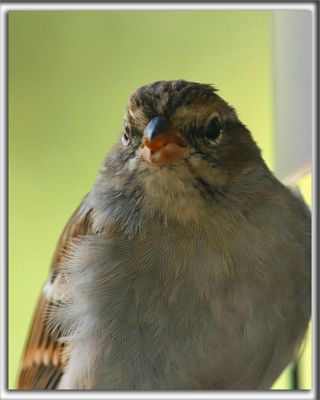 BRUANT DES PLAINES  /  CLAY-COLORED SPARROW