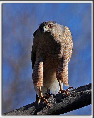 ÉPERVIER DE COOPER / COOPER'S HAWK