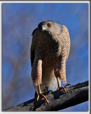 PERVIER DE COOPER   /   COOPER'S HAWK