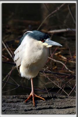 BIHOREAU GRIS, mle   /   BLACK-CROWNED NIGHT-HERON, male    _HP_7038ab