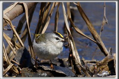 ROITELET  COURONNE DORE, male   /  GOLDEN-CROWNED KINGLET, male     _HP_7899ab
