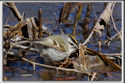 ROITELET  COURONNE DORE, male   /  GOLDEN-CROWNED KINGLET, male     _HP_7908ab