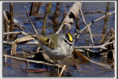 ROITELET  COURONNE DORE, male   /  GOLDEN-CROWNED KINGLET, male     _HP_7913ab