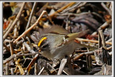 ROITELET  COURONNE DORE, male   /  GOLDEN-CROWNED KINGLET, male     _HP_7939ab
